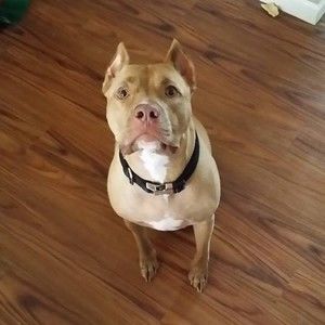 Meet your Posher, Shane